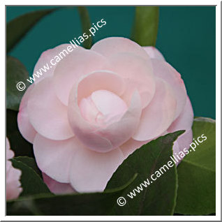 Camellia Japonica 'Little Man'
