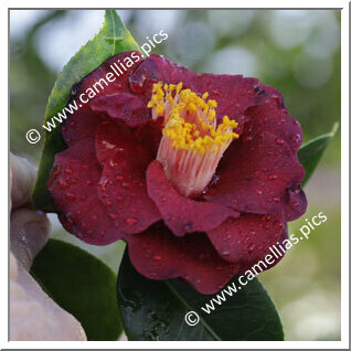 Camellia Japonica 'Liz Carter'