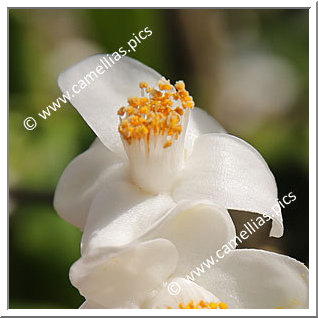 Camellia Species C. longicarpa