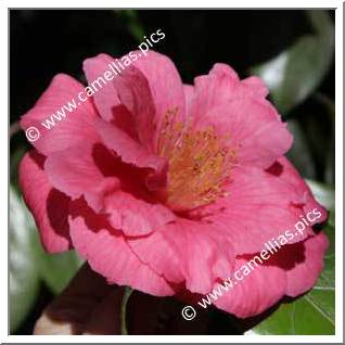 Camellia Japonica 'Lucy Hester'