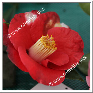 Camellia Japonica 'Luiz Van-Zeller'