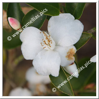 Camellia Species C. lutchuensis