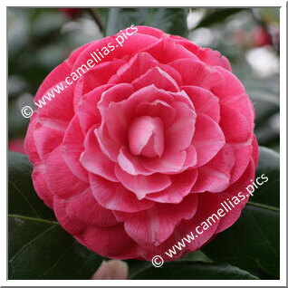 Camellia Japonica 'Madame Haas'