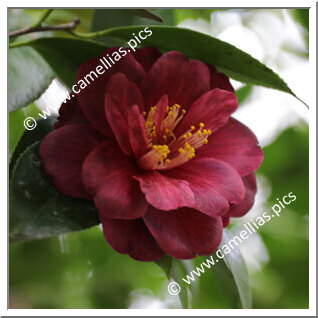 Camellia Japonica 'Mahogany Glow'