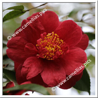 Camellia Japonica 'Mahogany Glow'