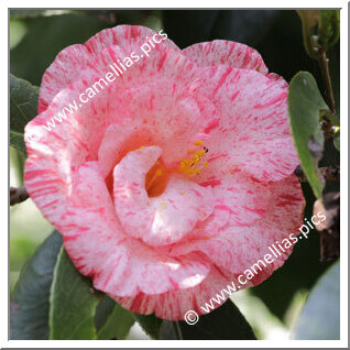 Camellia Japonica 'Maifubuki'