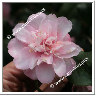 Camellia Species C. maliflora