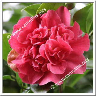 Camellia Japonica 'Mandarin'