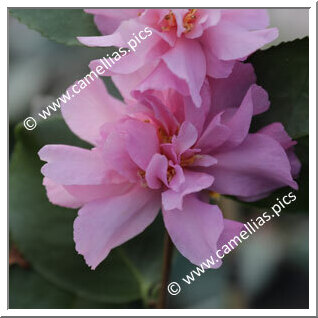 Camellia Sasanqua 'Marge Miller'