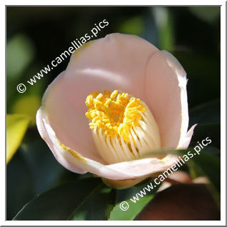Camellia Japonica 'Maria Sama'