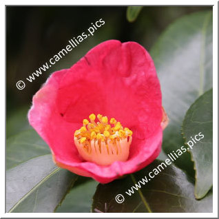 Camellia Japonica 'Mari-e'