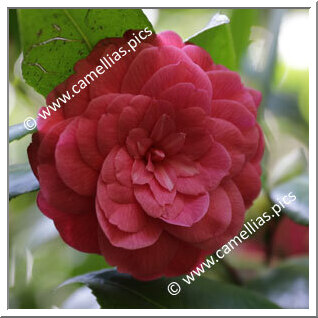 Camellia Japonica 'Marie Morren'