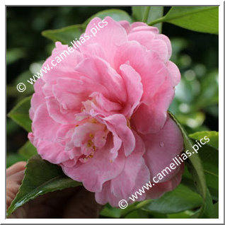 Camellia Japonica 'Martha Brice'