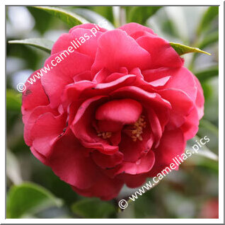 Camellia Japonica 'Martha G Betz'