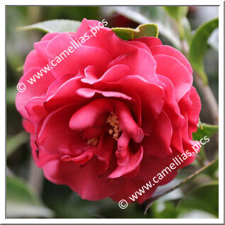 Camellia Japonica 'Martha G Betz'