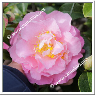 Camellia Hybride C.reticulata 'Massee Lane'