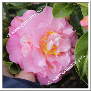 Camellia Hybride C.reticulata 'Massee Lane'