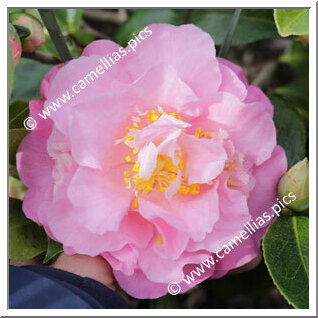 Camellia Hybride C.reticulata 'Massee Lane'