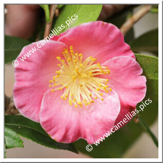 Camellia Sasanqua 'Matsu-no-kaori'