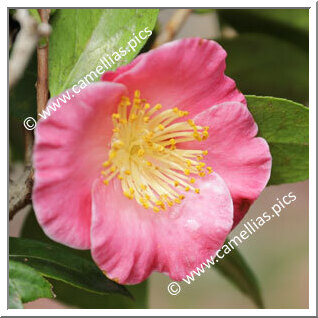 Camellia Sasanqua 'Matsu-no-kaori'