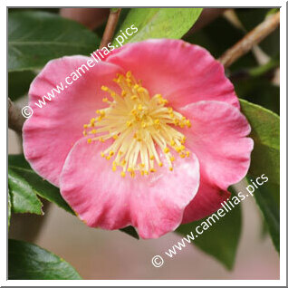 Camellia Sasanqua 'Matsu-no-kaori'