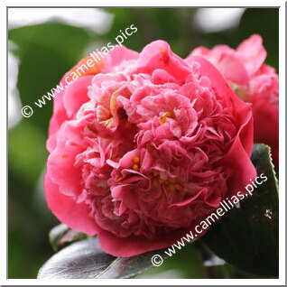 Camellia Hybride 'May Hansen'