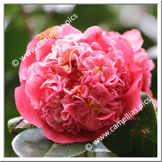 Camellia Hybride 'May Hansen'