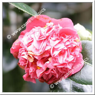 Camellia Hybride 'May Hansen'