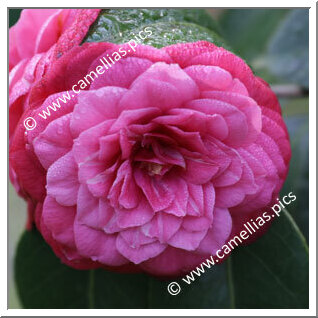 Camellia Japonica 'Menina e Moça'