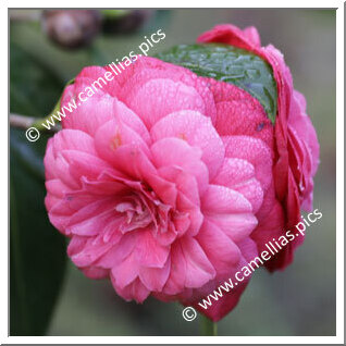 Camellia Japonica 'Menina e Moça'
