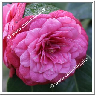 Camellia Japonica 'Menina e Moça'