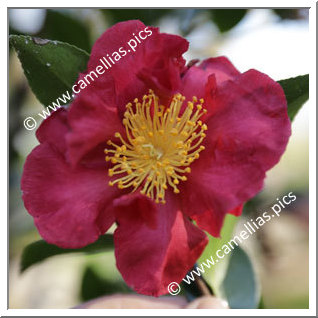 Camellia Sasanqua 'Midnight Lover'