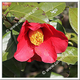 Camellia Japonica 'Midnight Serenade'