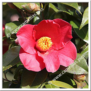 Camellia Japonica 'Midnight Serenade'