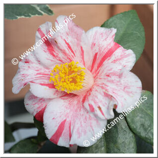 Camellia Japonica 'Mihata'