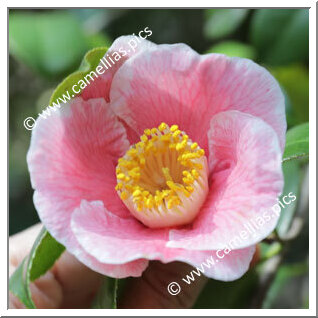 Camellia Japonica 'Mikasa-no-tsuki'