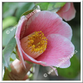 Camellia Japonica 'Mikasa-no-tsuki'