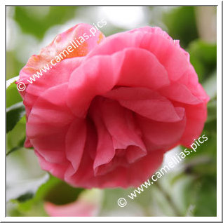 Camellia Hybrid 'Mikio'