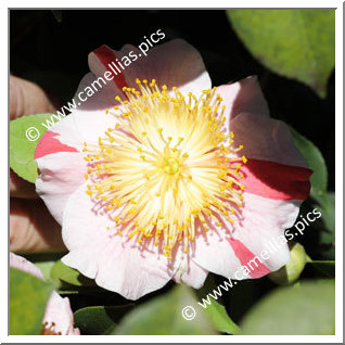 Camellia Camellia Japonica de Higo 'Mikuni-no-homare'