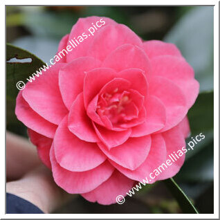 Camellia Japonica 'Millarenga'