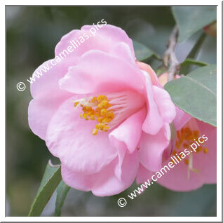 Camellia Hybride 'Minato-no-hana'