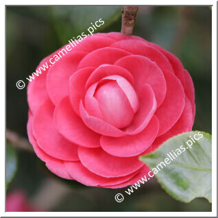 Camellia Japonica 'Miniata '