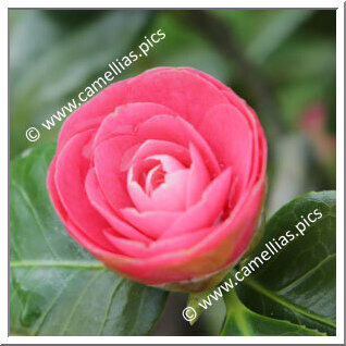 Camellia Japonica 'Miniata '