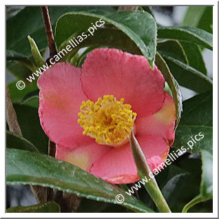 Camellia Botanique C. minor 