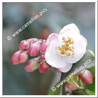 Camellia Botanique C. minutiflora