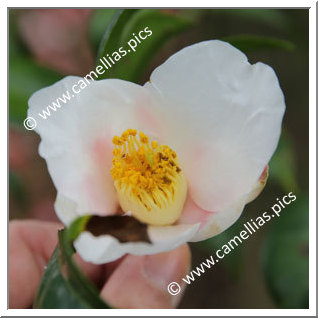Camellia Wabisuke 'Mishô'