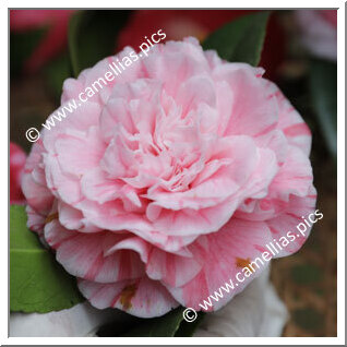Camellia Japonica 'Miss Minnie Merritt'