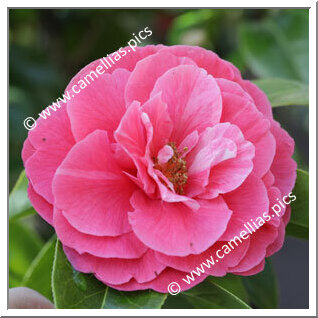 Camellia Reticulata 'Miss Rebecca'