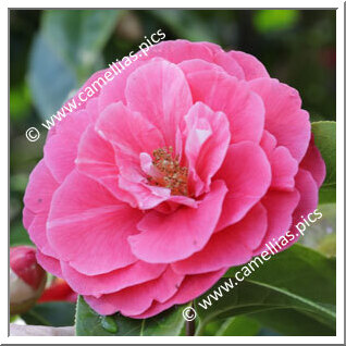 Camellia Reticulata 'Miss Rebecca'