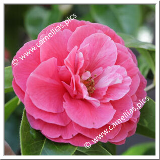 Camellia Reticulata 'Miss Rebecca'